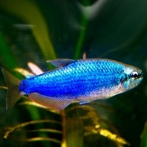 Inpaichthys kerry sp. super blue - Royal tetra super blue M